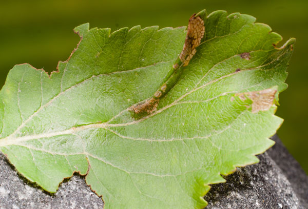 Lehtikääreessä-toukka-4mm