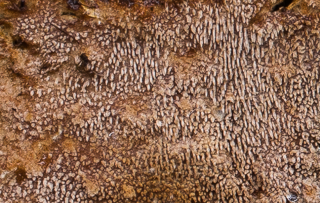 poskim%C3%A4ki_alametsa_10112018-2-100-2