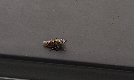 helmikuu2019_kaskas_foorumi