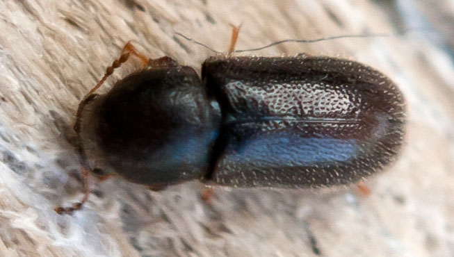 Koppis_2mm-(1)