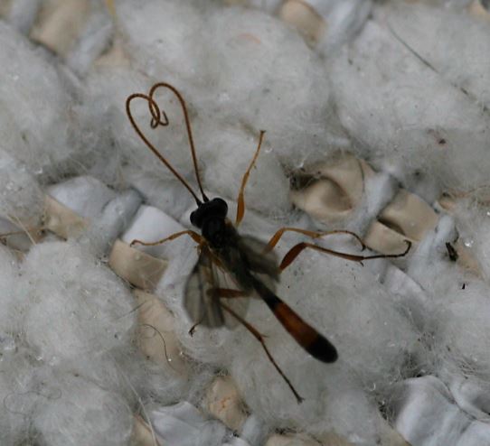 syd%C3%A4mellinen%20pisti%C3%A4inen%20050718