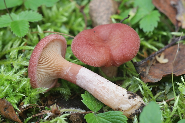 outorousku706102019porlahtovalmismini