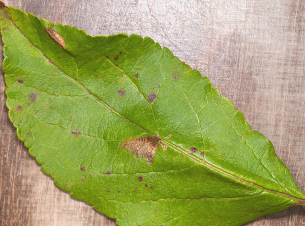 4mm-toukka-omenalla-1