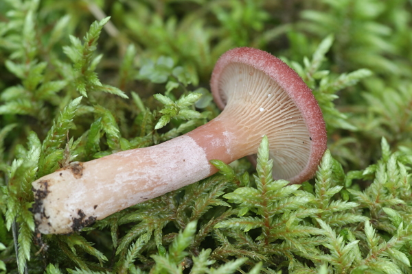 outorousku306102019porlahtivalmismini