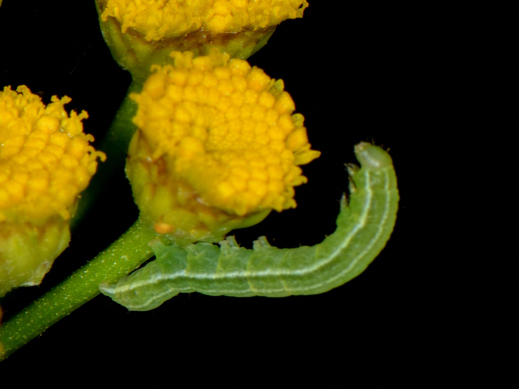 DSC_1763_1146_1244