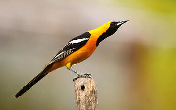 Hooded Oriole