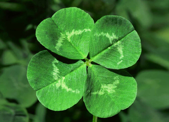 A clover with 4 leafs