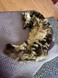 stella