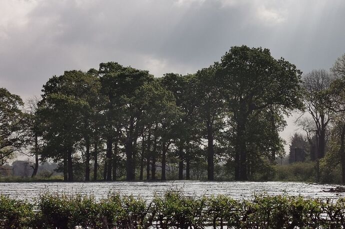 Roundwood