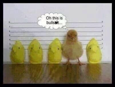 chick line up
