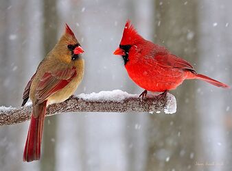 cardinal_cardinalis