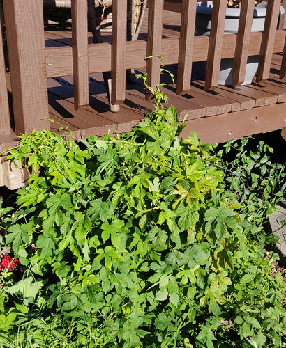 hops062820
