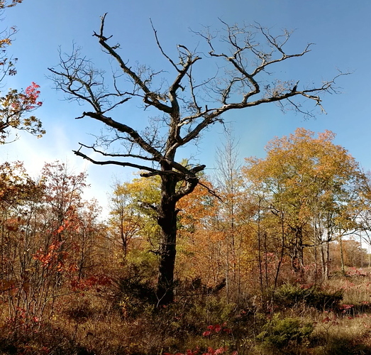 PHolder2019Oct18Tree