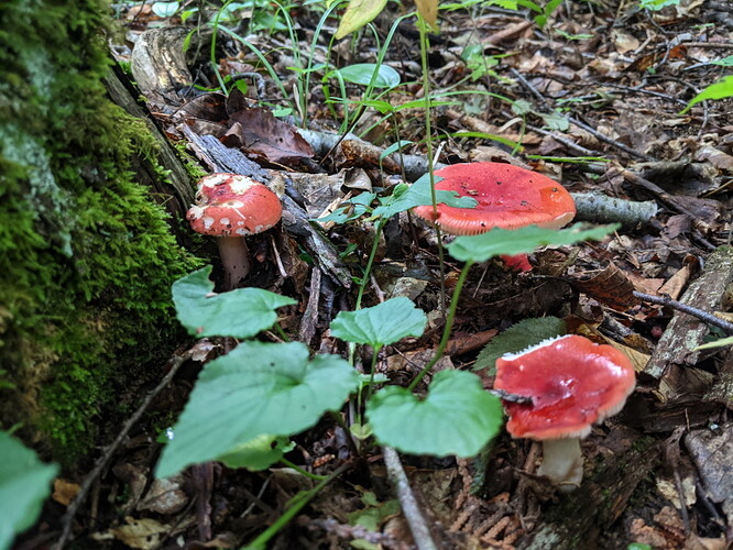 PHolder2021Jul25_MushroomsCloseup