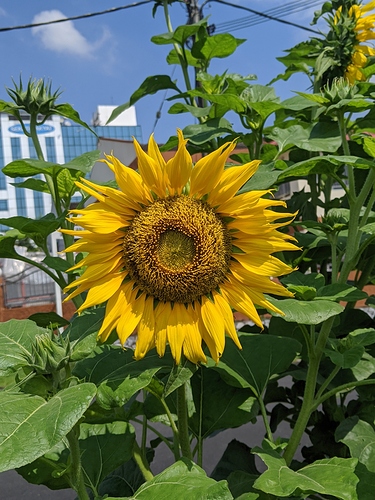 sunflower