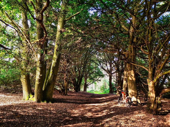 Buckland Warren