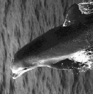 image_0042