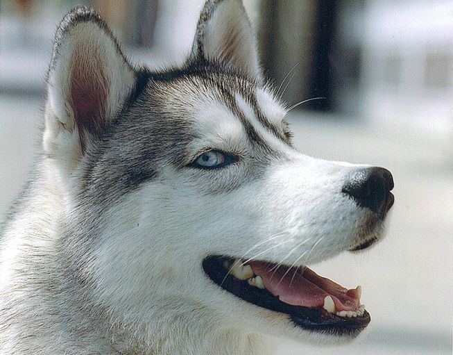 Husky