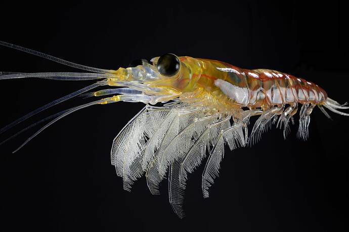 Krill-21112021---10