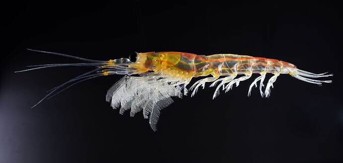 Krill-21112021---3