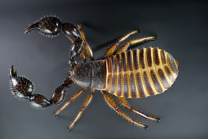 Pseudoskorpion-3