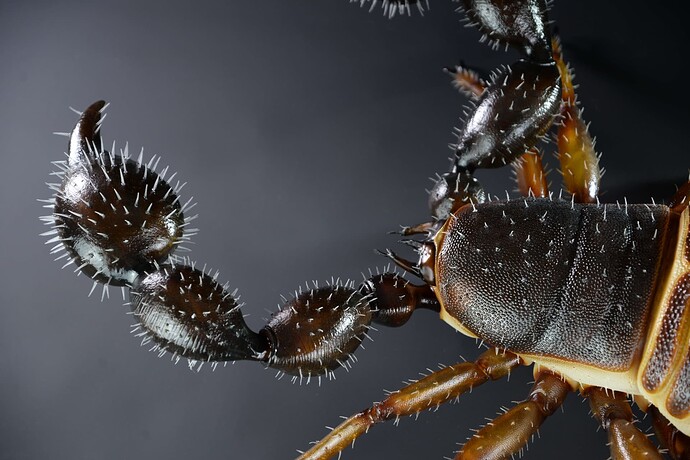 Pseudoskorpion-4