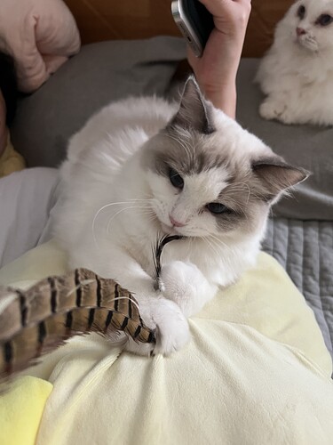A fluffy cat is playfully holding a feather while lounging on a person's lap, with another cat in the background. (Captioned by AI)