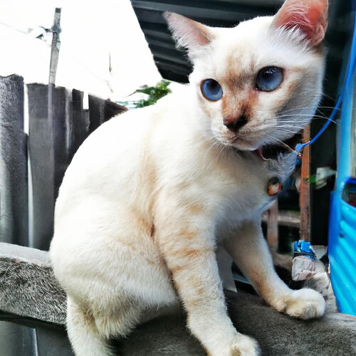 A cream-colored cat with striking blue eyes is sitting on a concrete fence outdoors. (Captioned by AI)