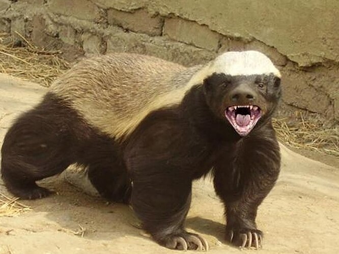 badger.jpg