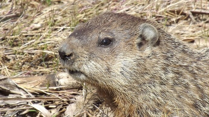 groundhog.jpg