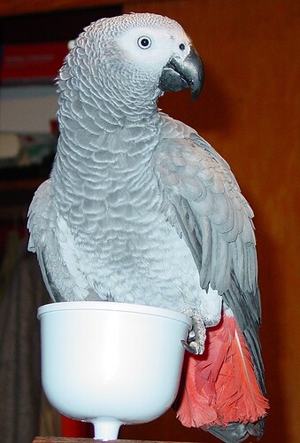 Gandy_on_food_cup.JPG