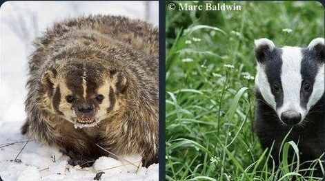 Badger.jpg