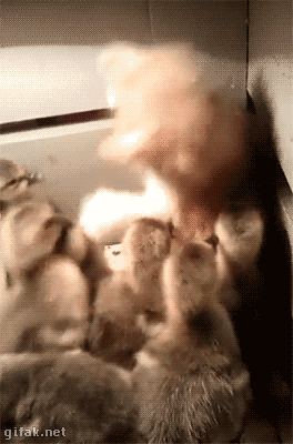 giphy_(2).gif