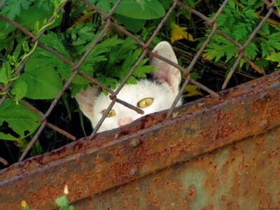 Lost-Skittish-Cat-400x300.jpg