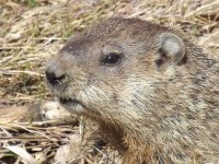 groundhog.jpg