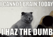 cat-dumb