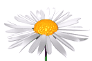 1-flower-spin.gif