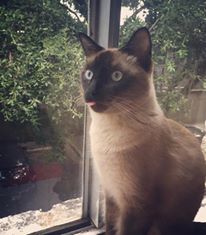 mlem.jpg