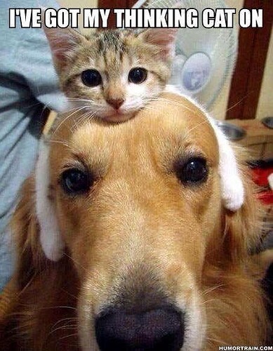 Thinking Cat