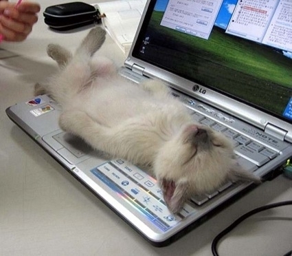 kitten-asleep-on-keyboard.jpg