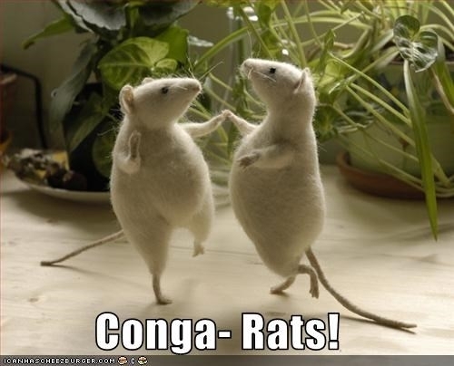 conga_rats.jpeg
