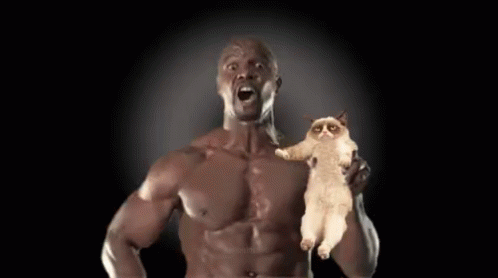 Cat Wtf GIF