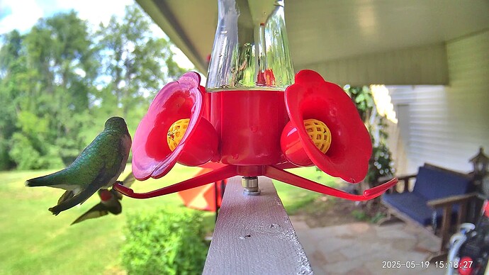UpBird1