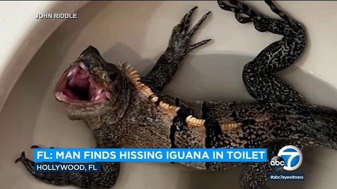 13290549_052323-kabc-3p-toilet-iguana-vid