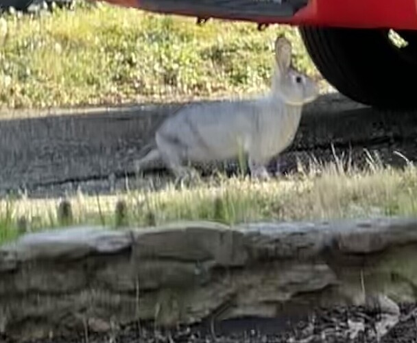 トップス siiilon 25ss Kidding a rabbit cami トップス siiilon 25ss Kidding a rabbit cami Long Sleeve Bouclé T