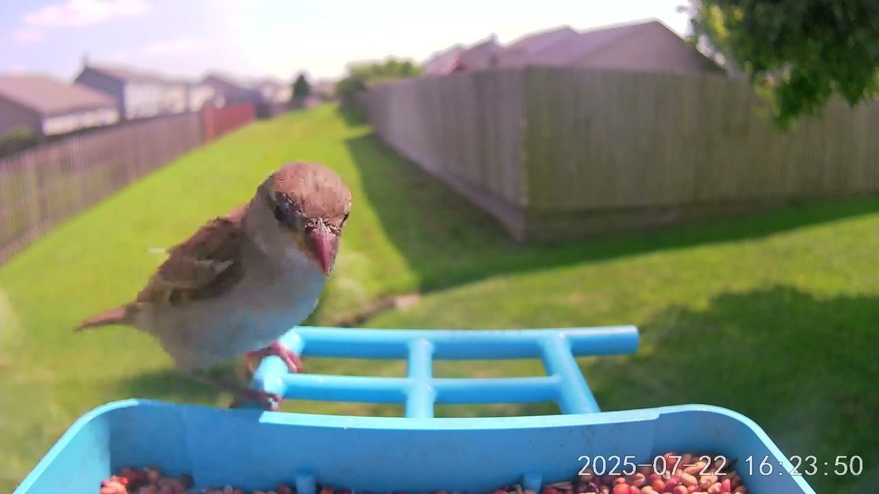 2025.07.22 - Yellow Bird on feeder