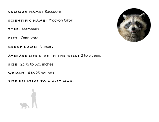 Raccoons Nursery