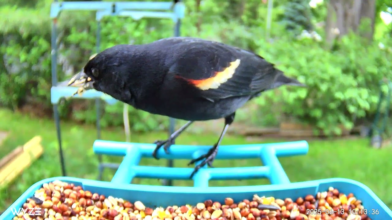 1st Redwing Wyze Bird Feeder Nature Cam