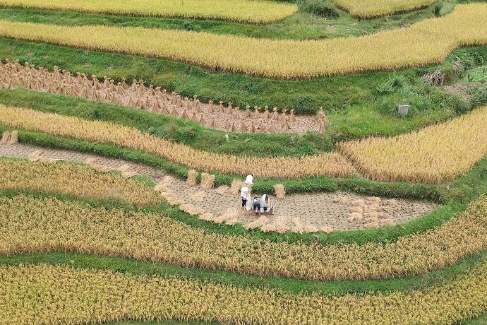 Farmers harvest rice at a paddy field at Qiannan, Guizhou province.