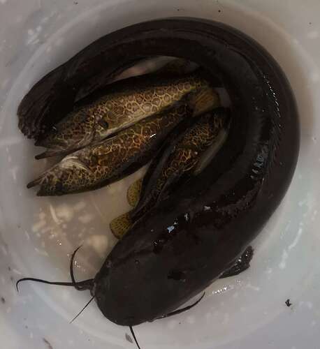 downloadfile-1674800071686